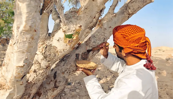 مهم ترین خواص کندر