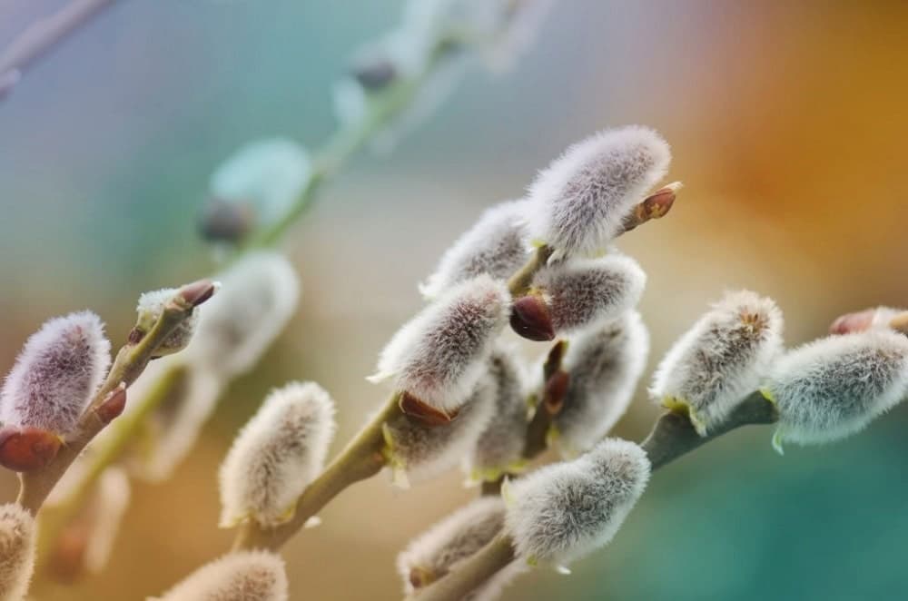 خواص بیدمشک