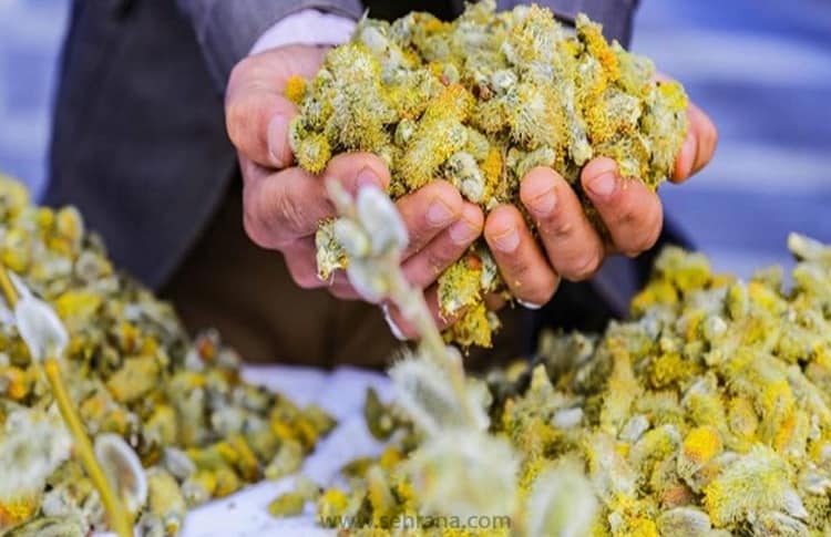 خواص بیدمشک