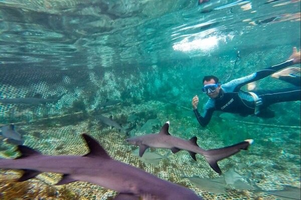 غواصی و تماشای کوسه ها