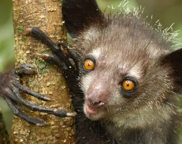 آی آی، موجودی مرموز از ماداگاسکار