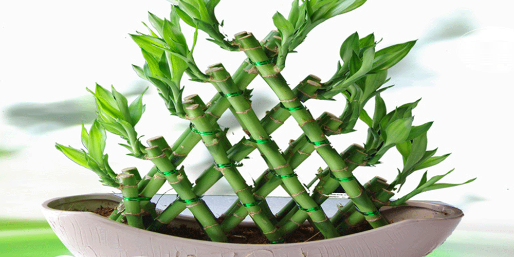 بامبوی خوش شانسی