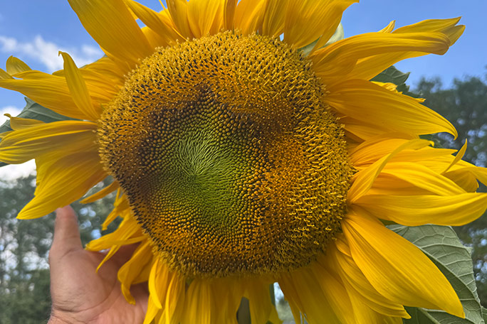 بزرگترین گل آفتابگردان